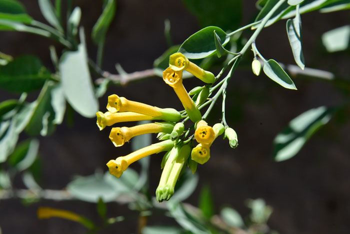 Tree Tobacco has showy tubular yellow flowers that bloom throughout the year given sufficient rainfall. Nicotiana glauca 